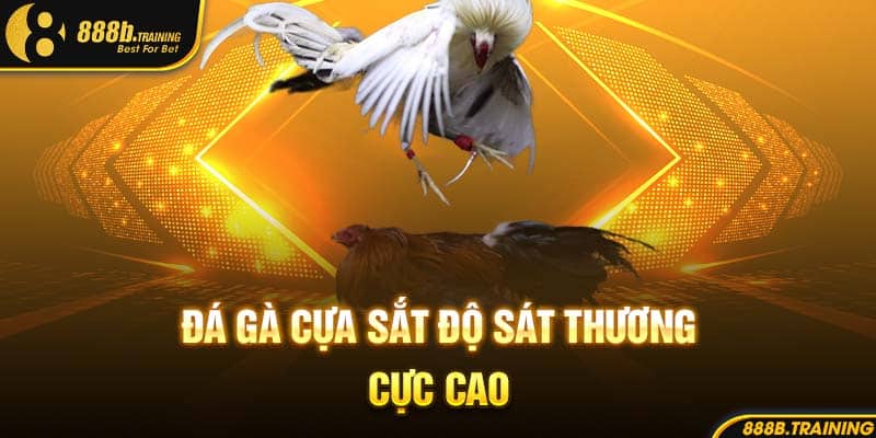 Đá gà cựa sắt độ sát thương cực cao