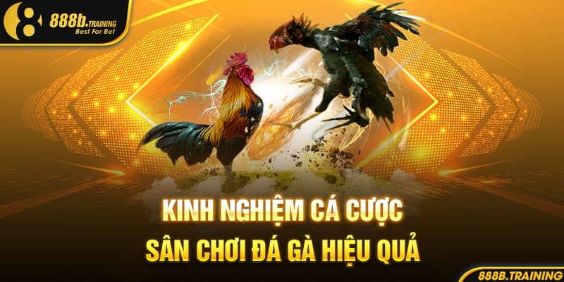 Kinh nghiệm cá cược sân chơi đá gà hiệu quả